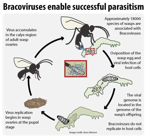 Parasitoid wasp viruses Domesticated Endogenous Viruses