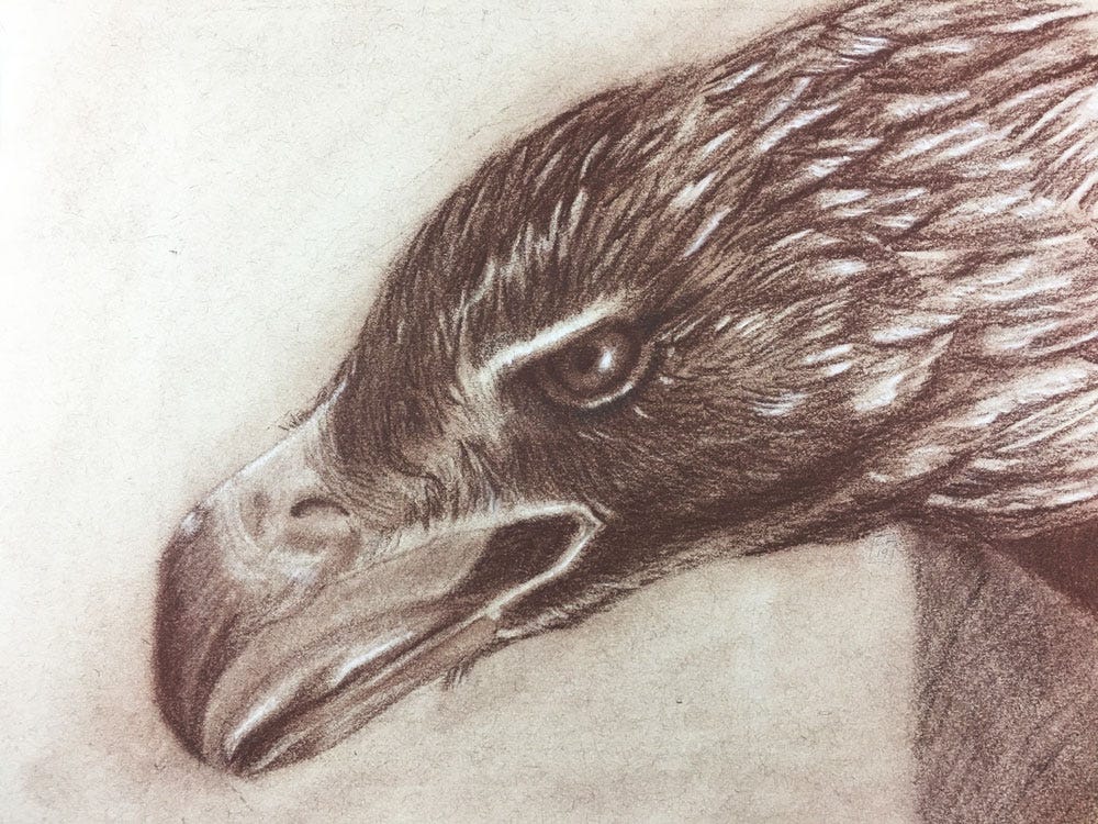 drawing of a golden eagle