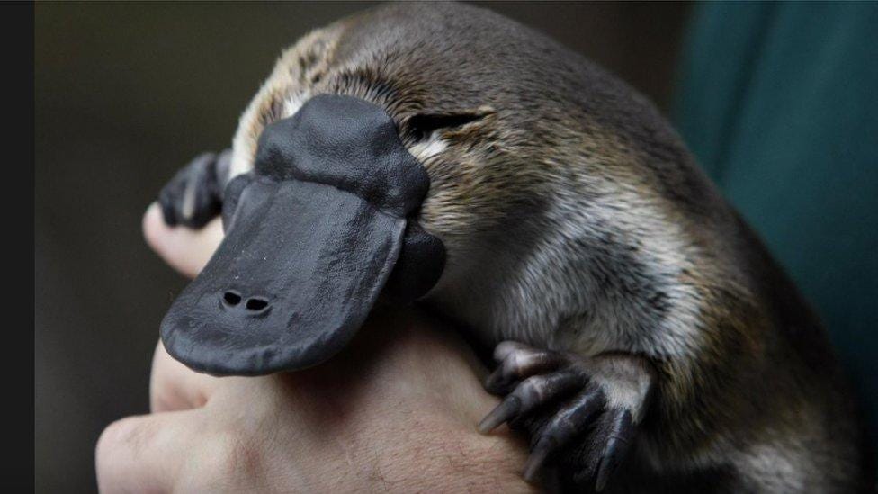 Australia's first ever platypus sanctuary - BBC Newsround