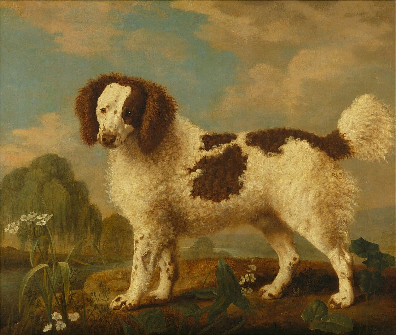 A single spaniel on a riverbank among reeds