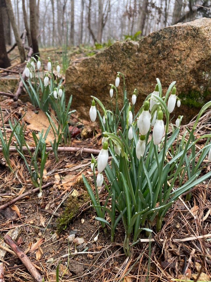 The first signs of spring with early blooming flowers like snowdrops and crocus