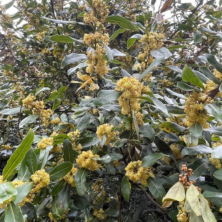 Bay leaf and blossom tea