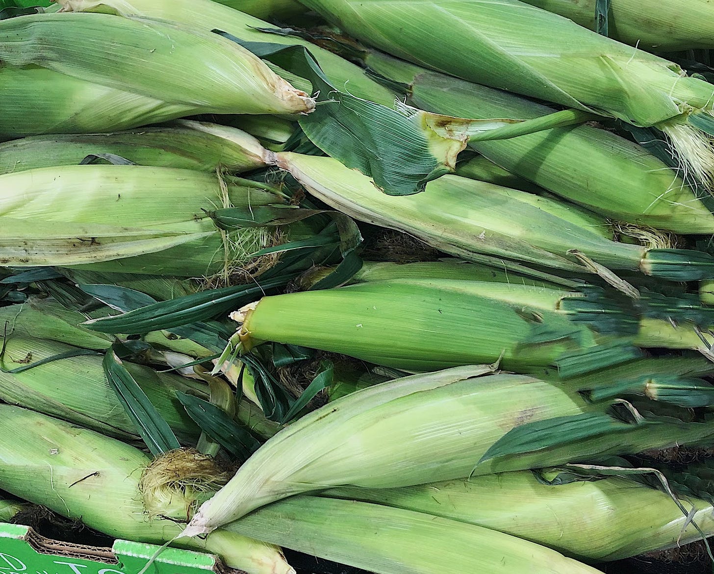 A pile of unhusked corn