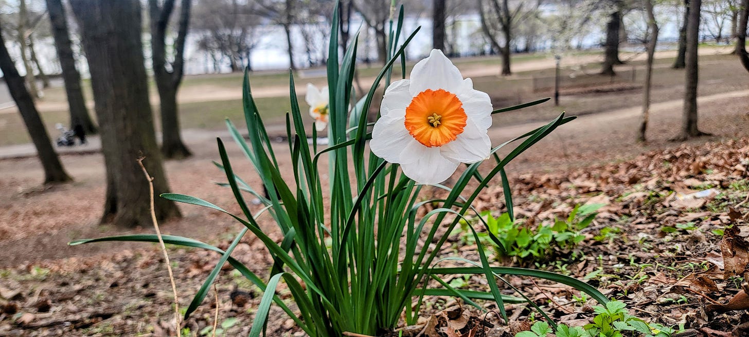 A bold daffodil in a park with white outer petals and a bright orange center trumpeting out