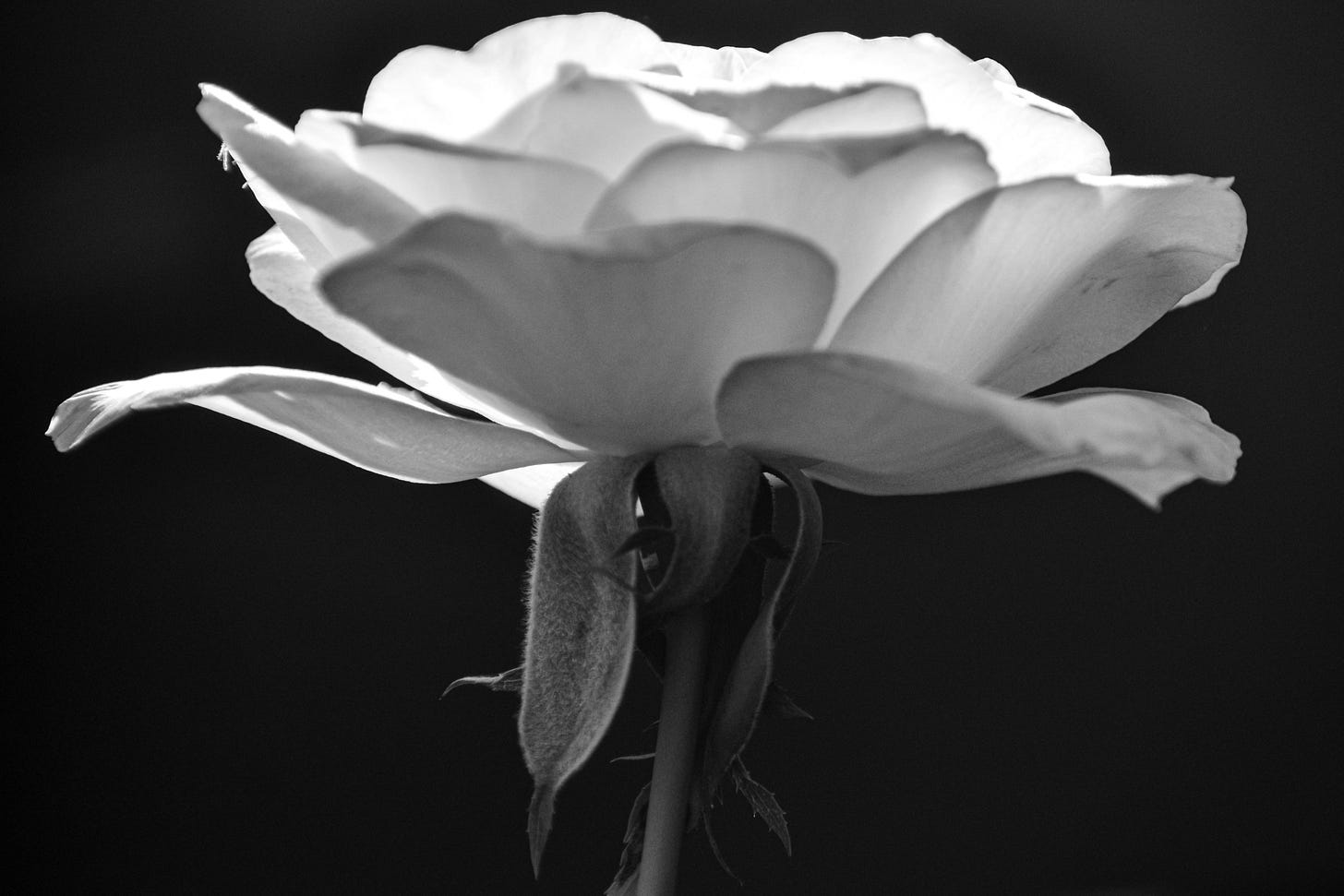 single white rose black and white