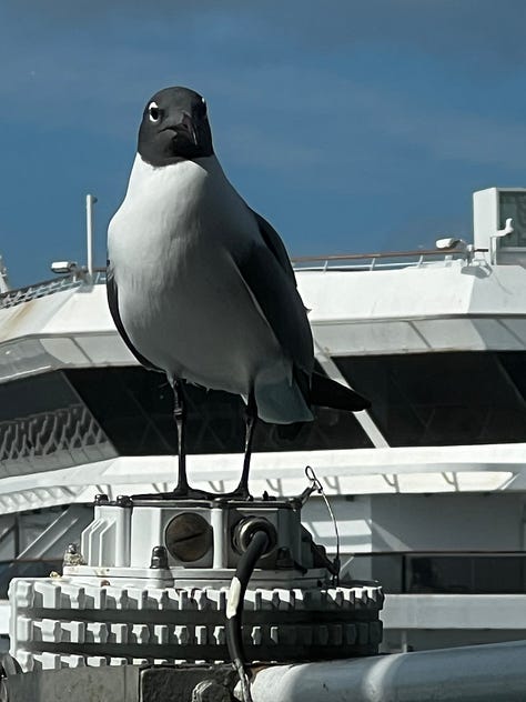 various photos from a carnival cruise to the Bahamas