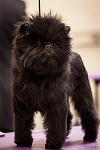 photo of Affenpinscher