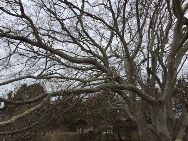 tree5