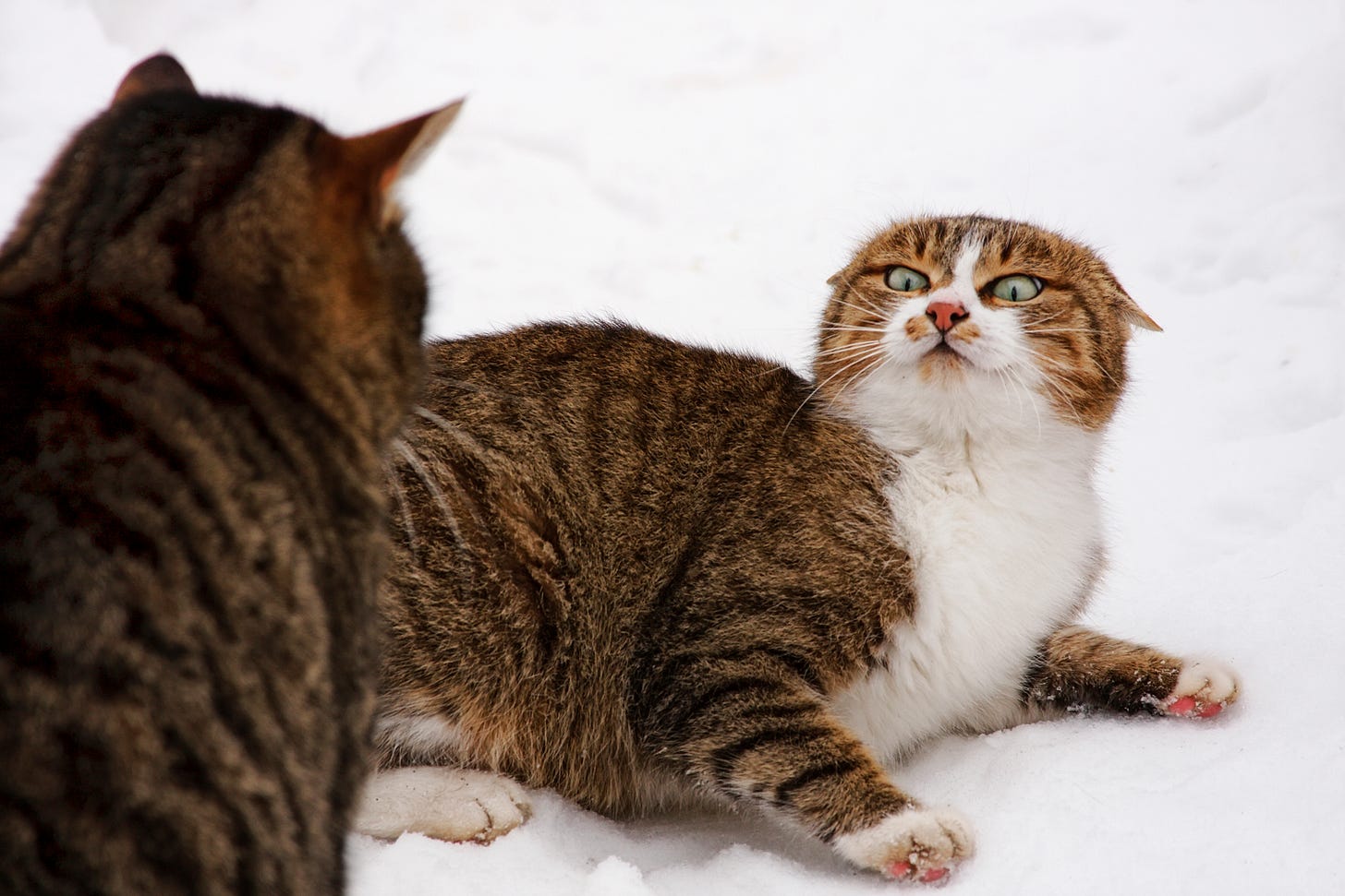 Two cats fighting