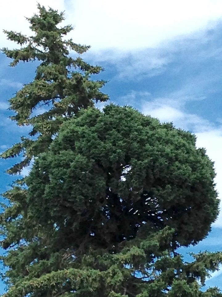Two examples of witches' brooms growing in conifer trees.