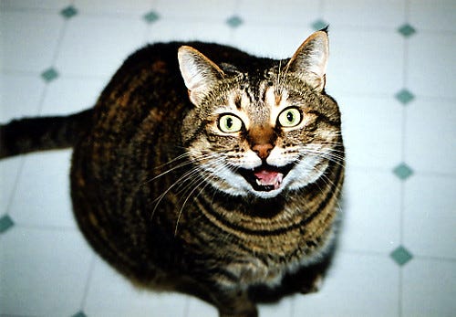 happiest cat happiest cat