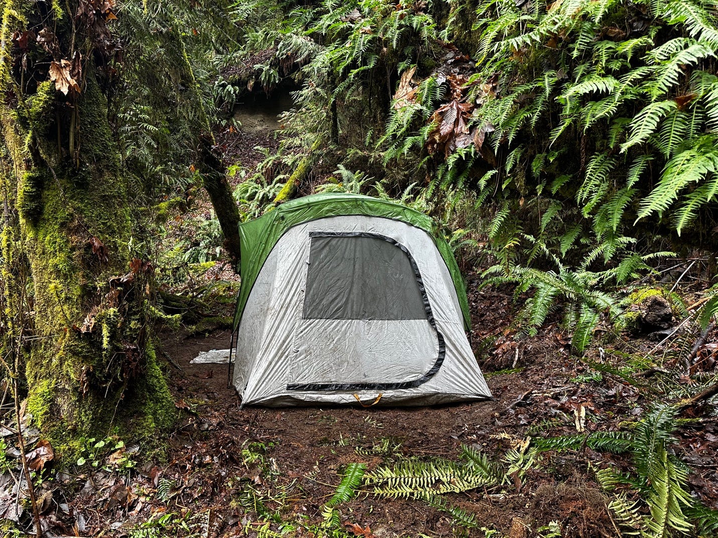 A tent in the forest

Description automatically generated