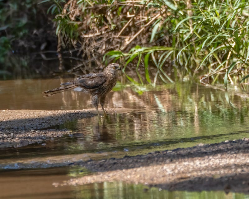 20250710-SantaGertrudis-157-Edit.jpg 20250710-SantaGertrudis-157-Edit.jpg