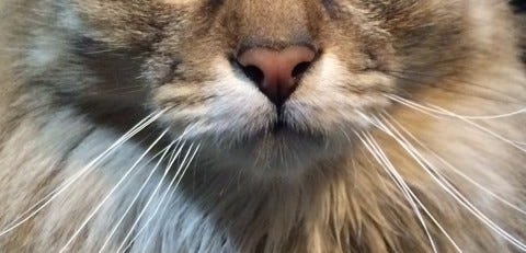 Chase_Cats_Whiskers Chase_Cats_Whiskers