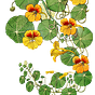 Nasturtium's avatar