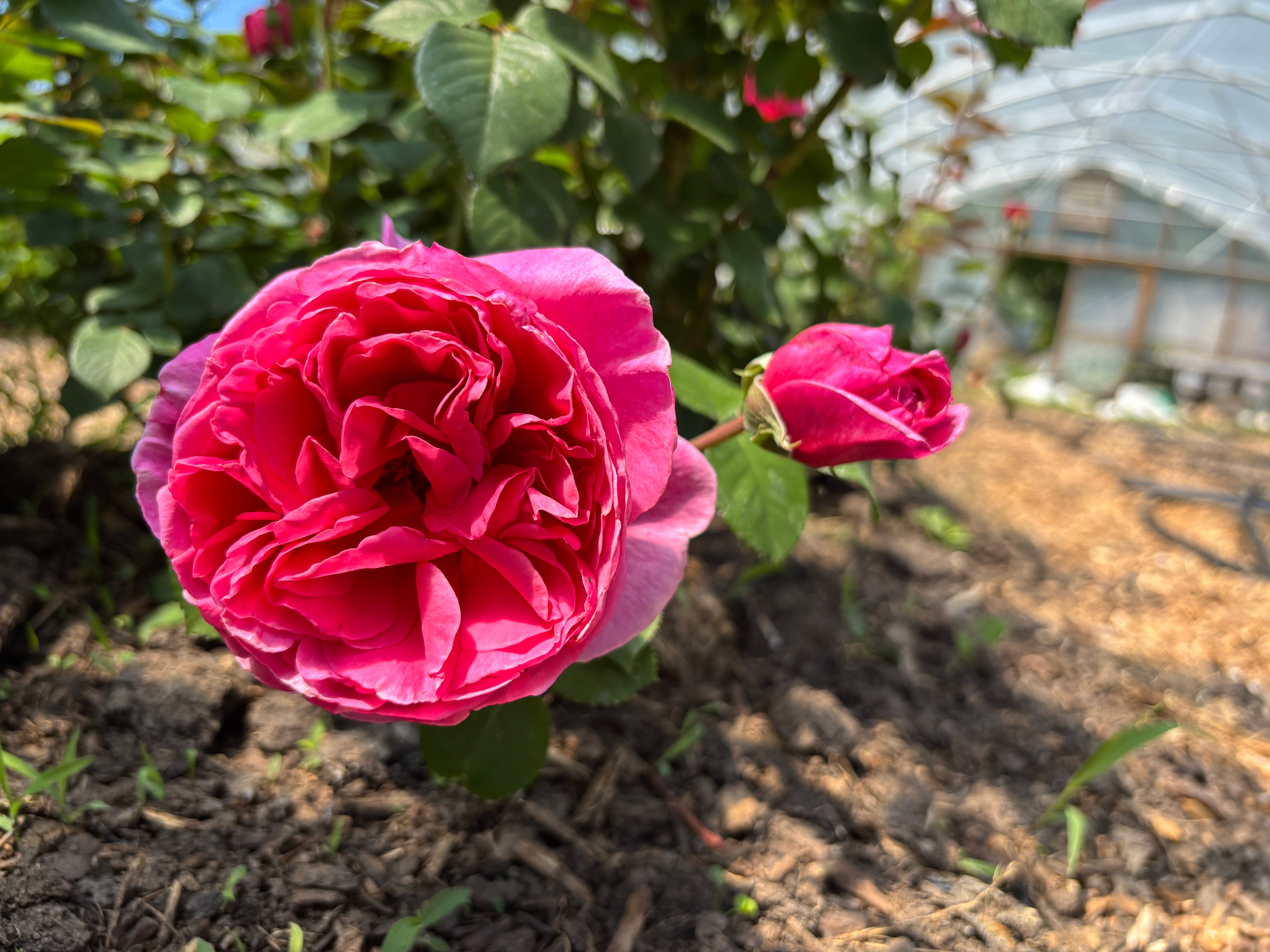 Acres Under Glass: Commercial Rose Production in the U.S. Then and Now