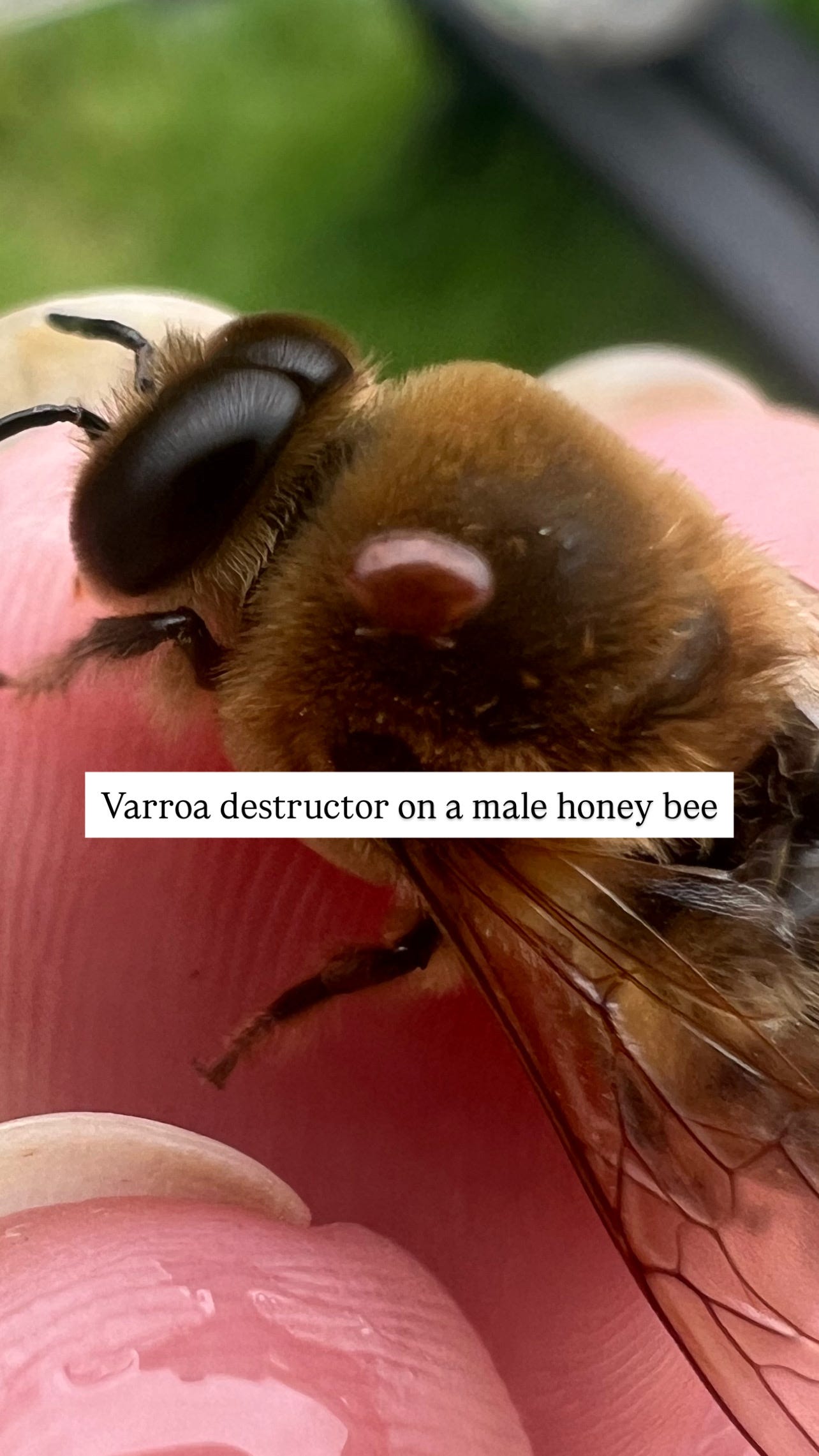 varroa mite on a male honey bee