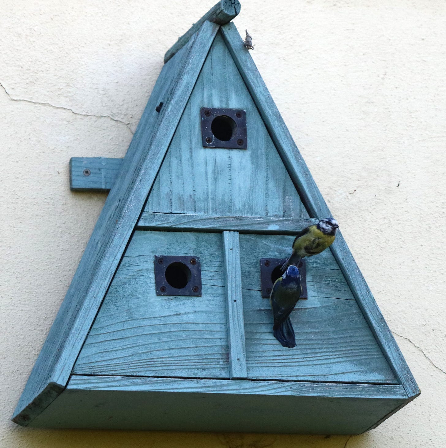 Blue tits tending their nest