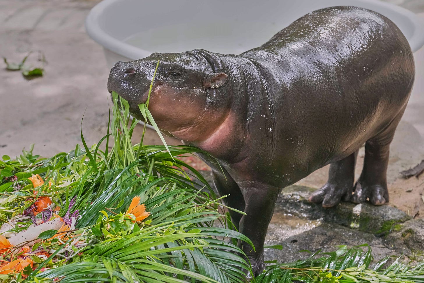 Baby pygmy hippo Moo Deng eats fruit presented for her first birthday celebration at the Khao Kheow Open Zoo in Chonburi province, Thailand on Thursday. (AP Photo/Sakchai Lalit).