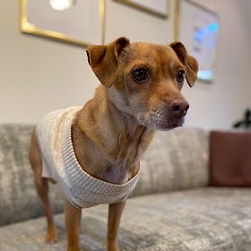 Contrarian Pet of the Week