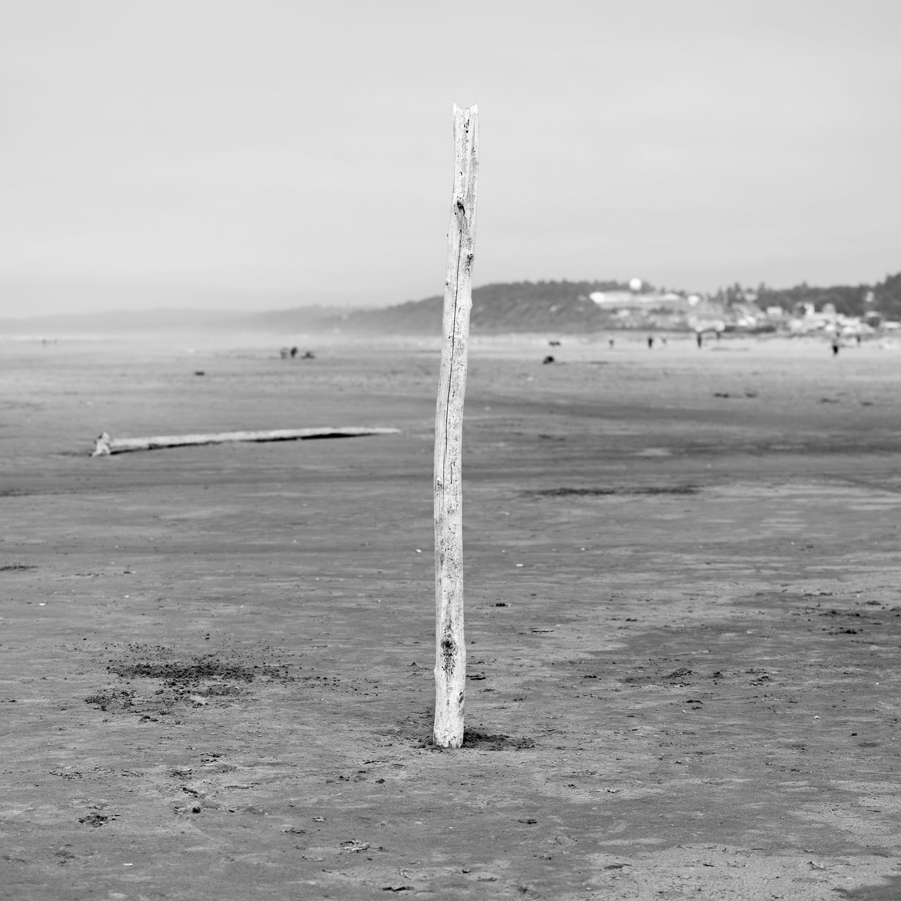 A Crow At The Beach Is Like A Seagull At A Funeral