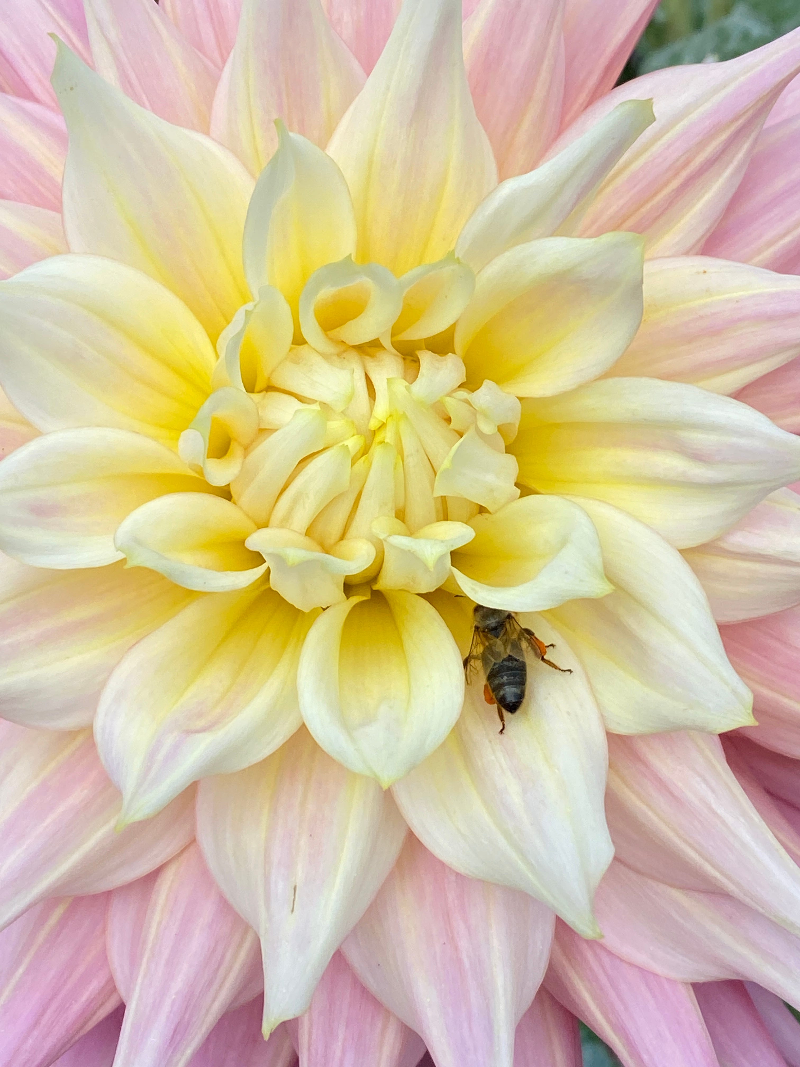 Hail the Dahlia. Yes, More Dahlias! - by Tatyana Sussex