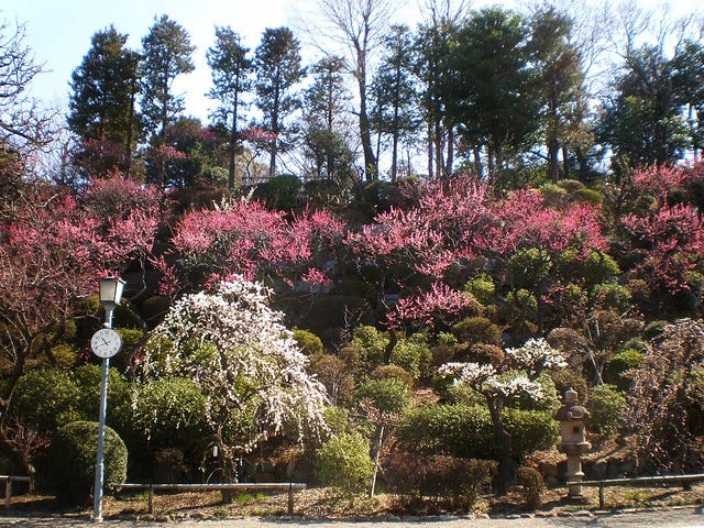Plum Blossom at Ikegami Baien Plum Blossom at Ikegami Baien