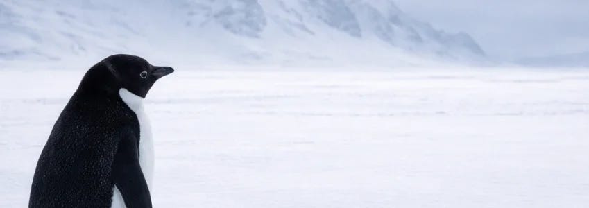 Nihilist Penguin: Viral Meme Capturing Solitude