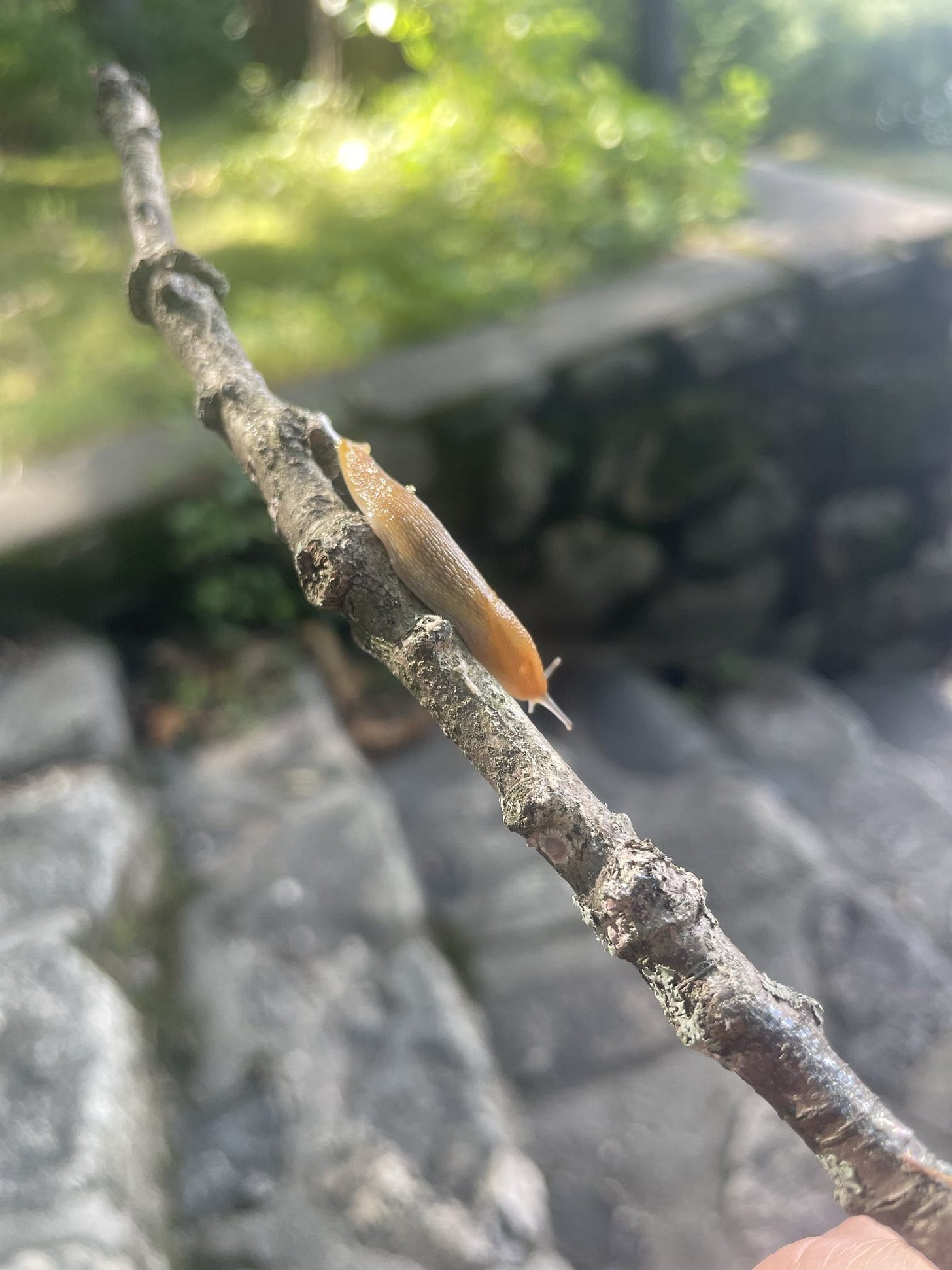 a closeup of a slug on a branch held by two fingers. in the background is a set of stone stairs.