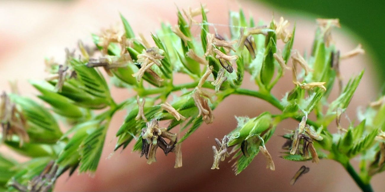 Summer Grasses: Sun 7th July 2024