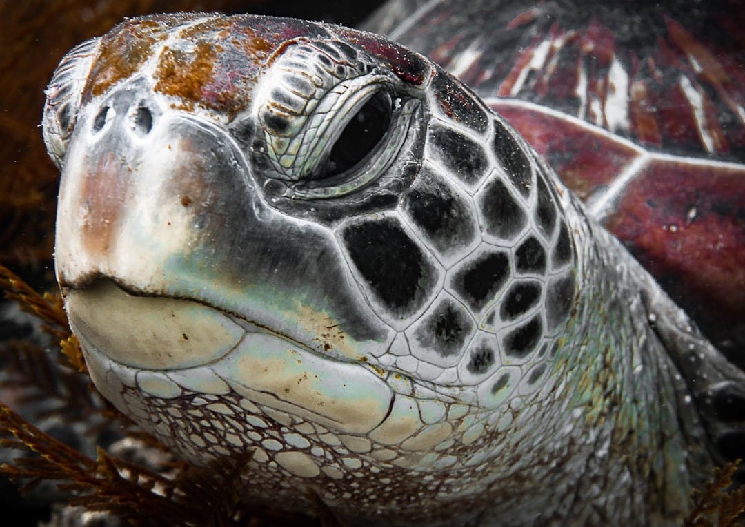 a close up of a sea turtle's face