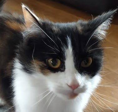 The Streets of Mt Tabor