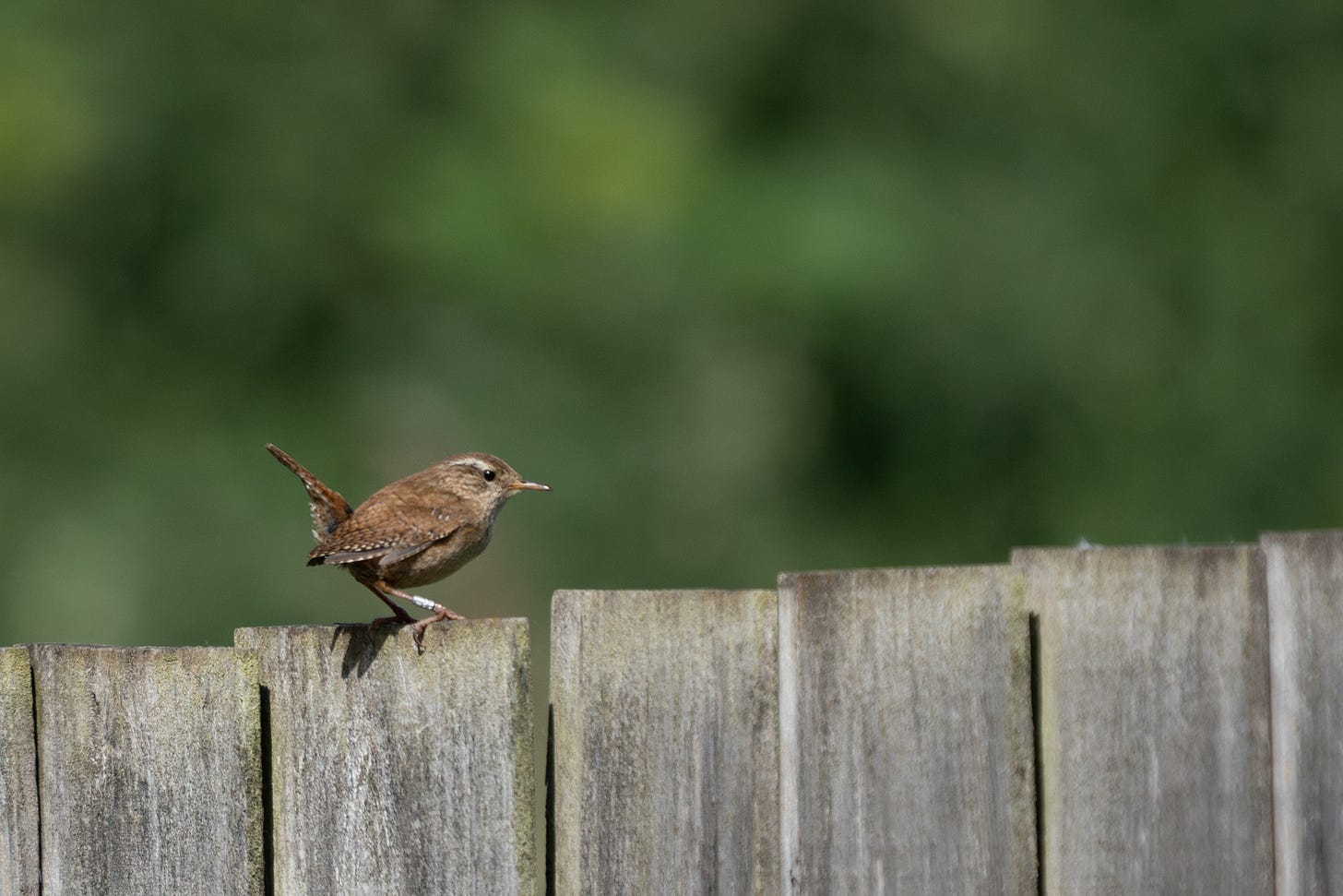 A small brown bird with a pale stripe over its eye and a metal identification ring on its leg, sitting on a wooden fence