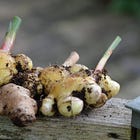 The Generosity Of Ginger