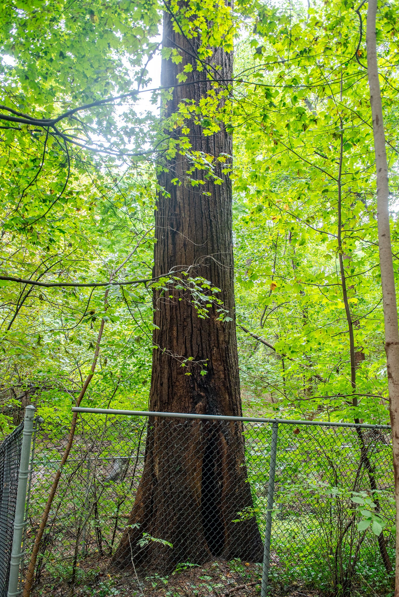 ID: The Alley Pond Giant tree