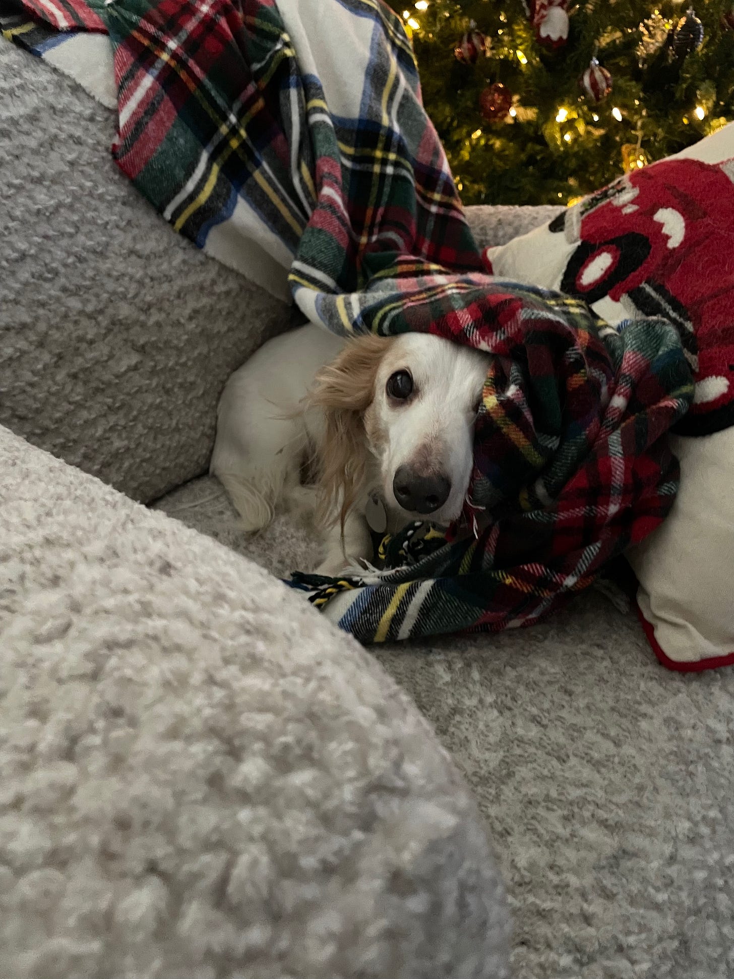 piebald dachshund in a chair at Christmas