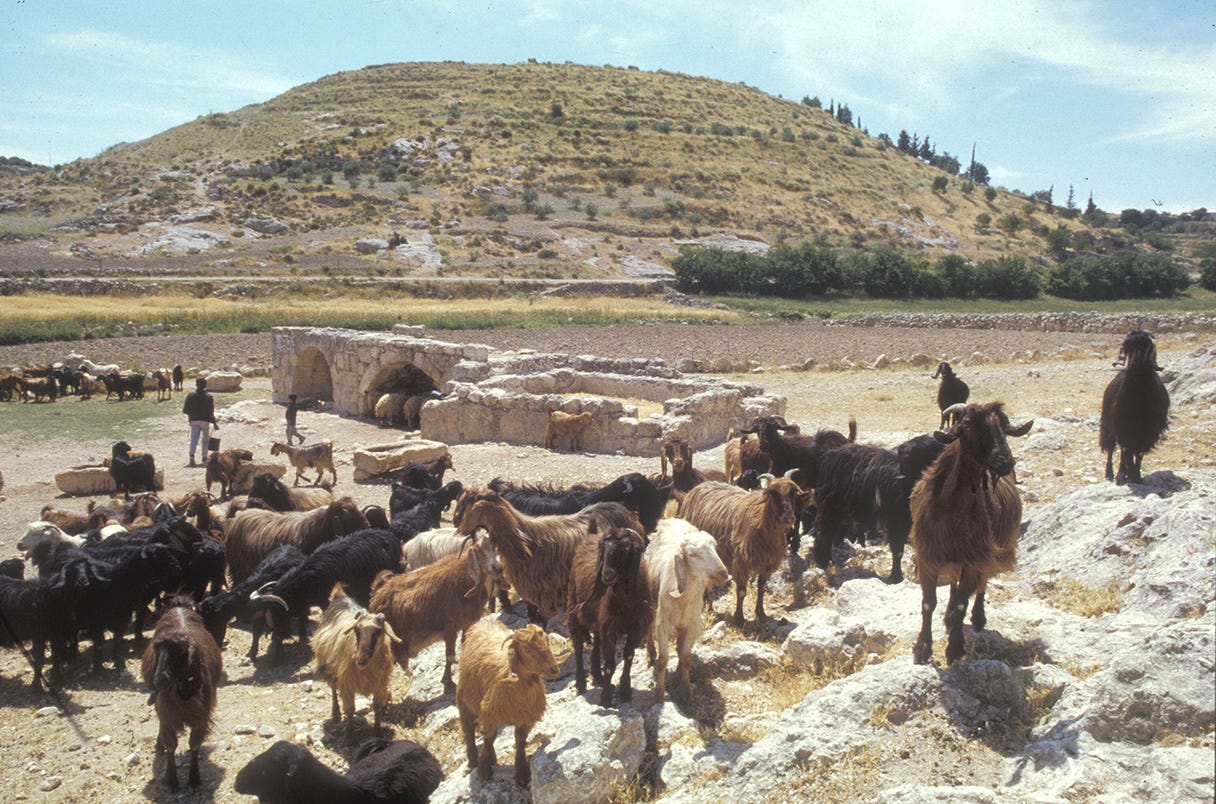 As war rages in Gaza, archaeological looting in the West Bank has spiked |  Science | AAAS