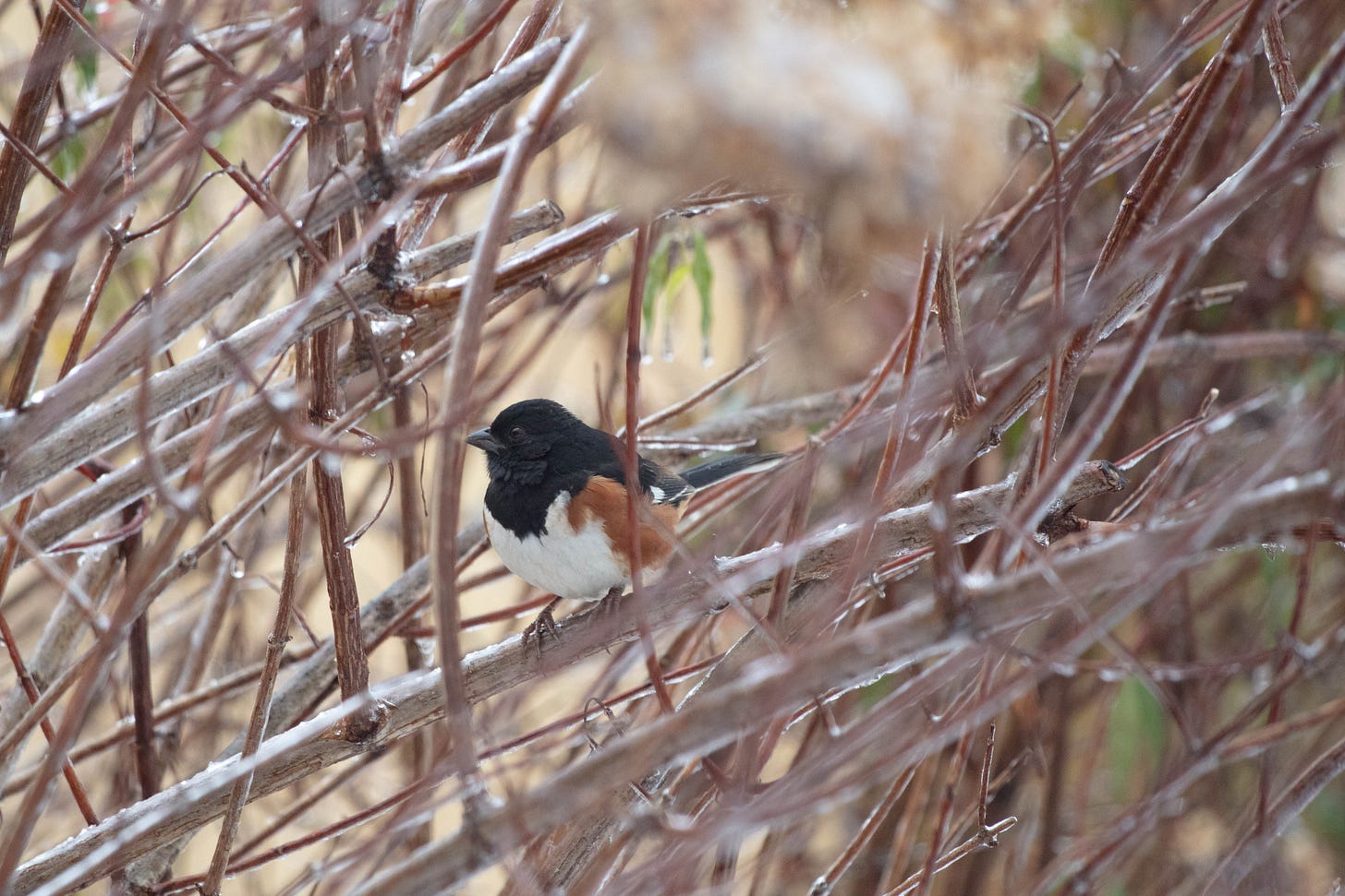 An Eastern towhee - a bird with a black head, back, wing, tail, and bib; white belly; and red along the sides of his body - in the middle of the frame, which is otherwise taken up by bare, light brown hydrangea branches coated in silvery ice