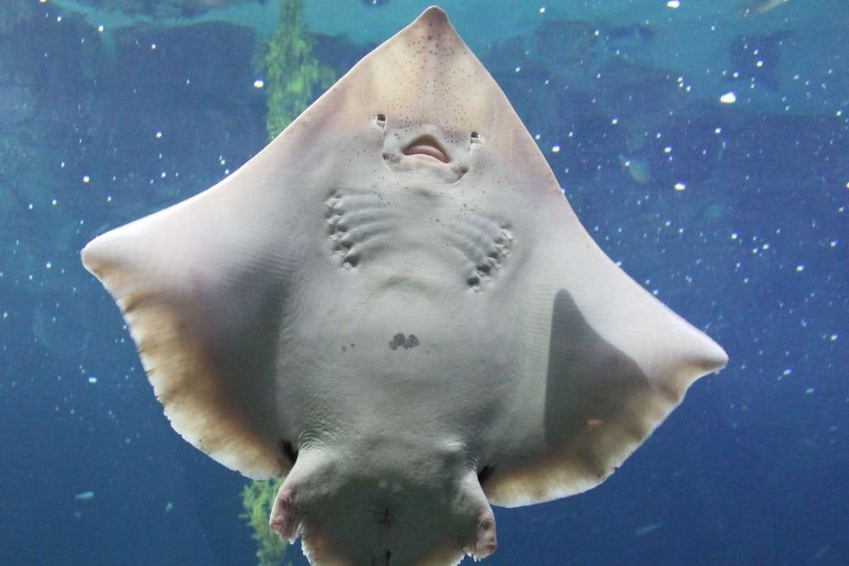 Big skate | Animals | Monterey Bay Aquarium
