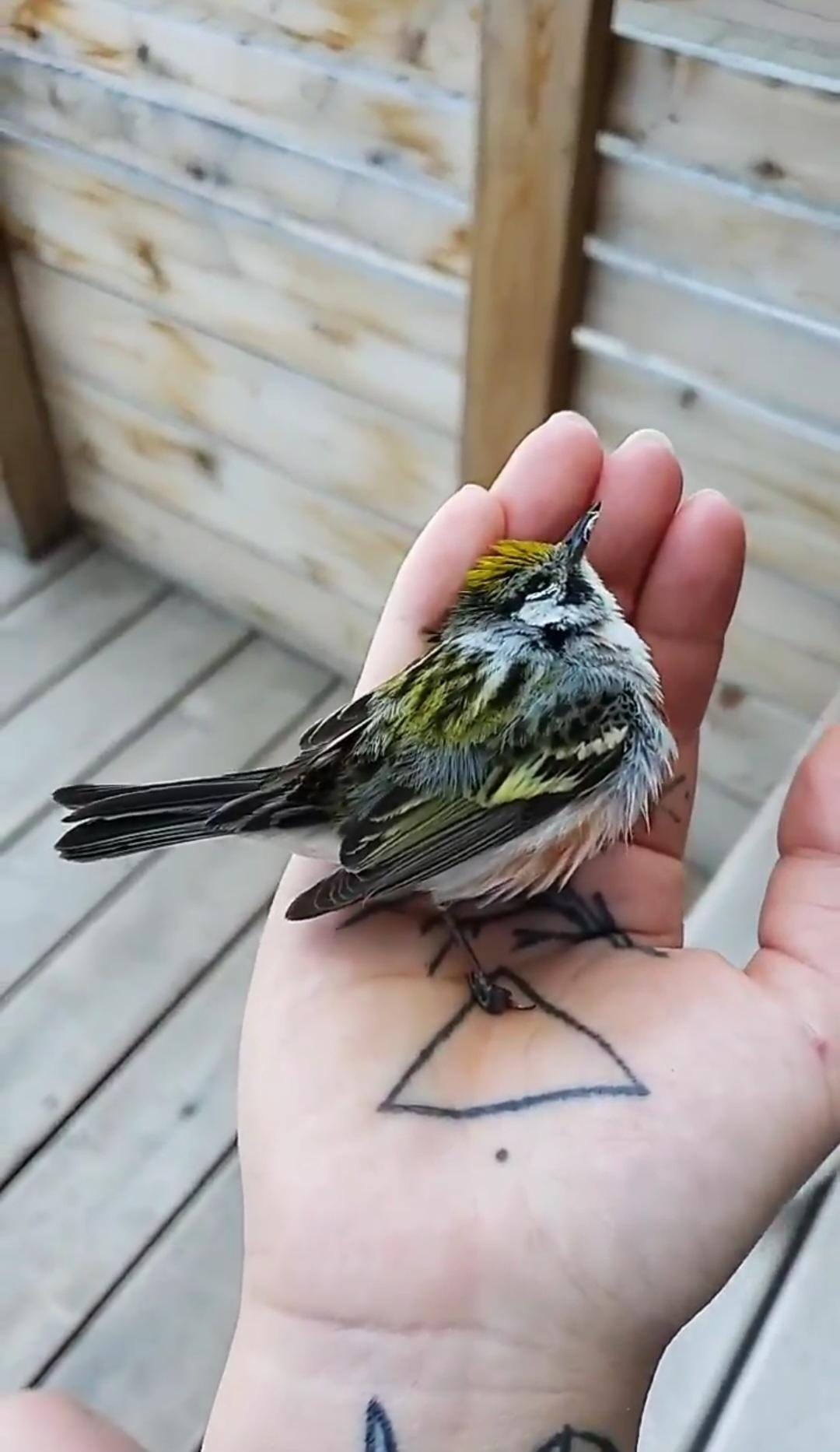 a small yellow warbler is held in a hand with a triangle tattooed on the palm