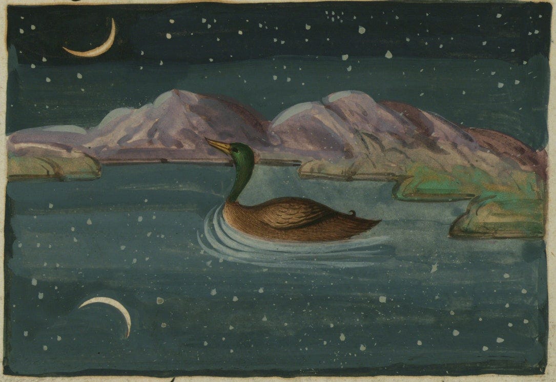 illustration of duck under night sky from the Lights of Canopus