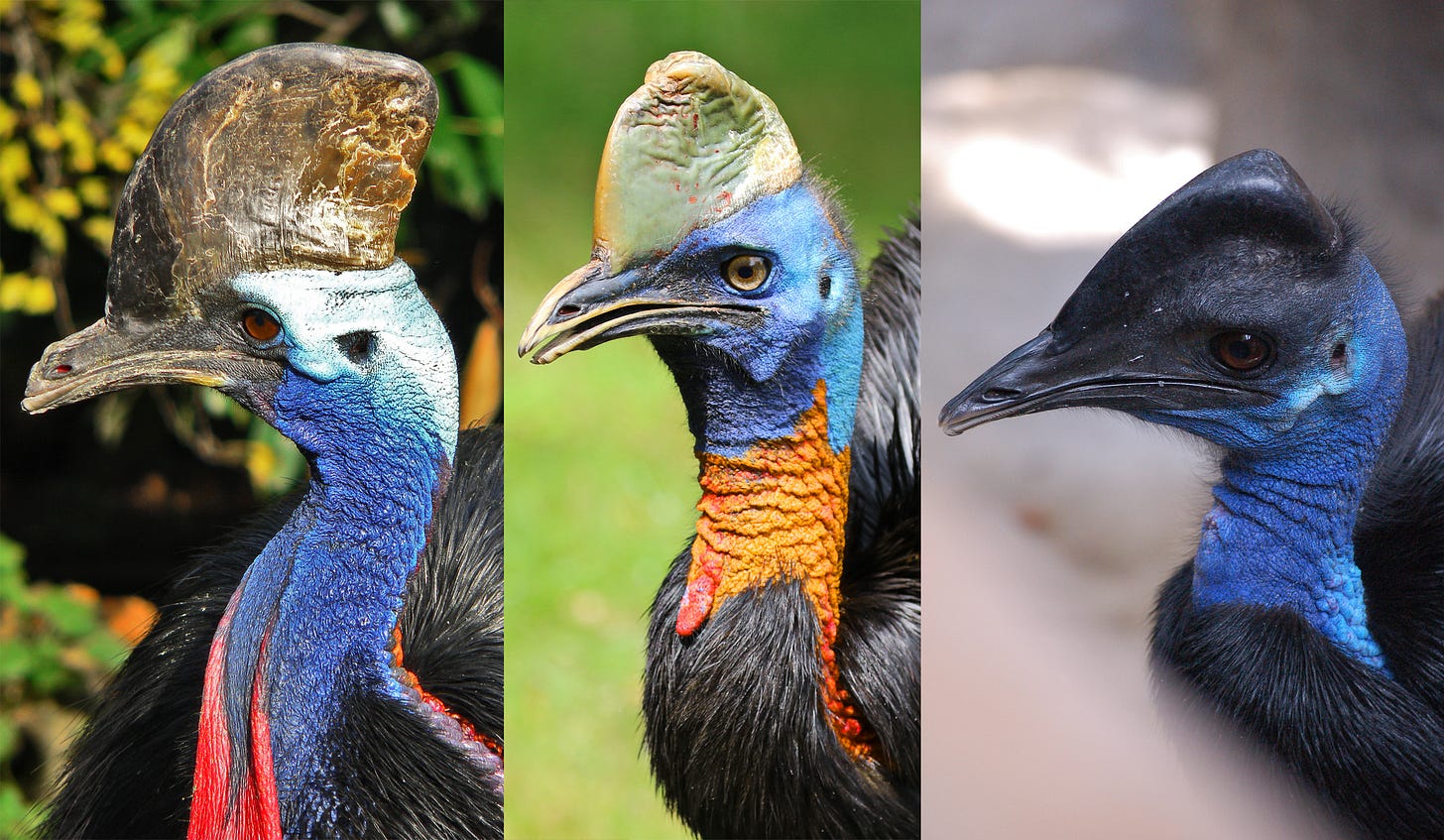 Cassowary - Wikipedia Cassowary - Wikipedia