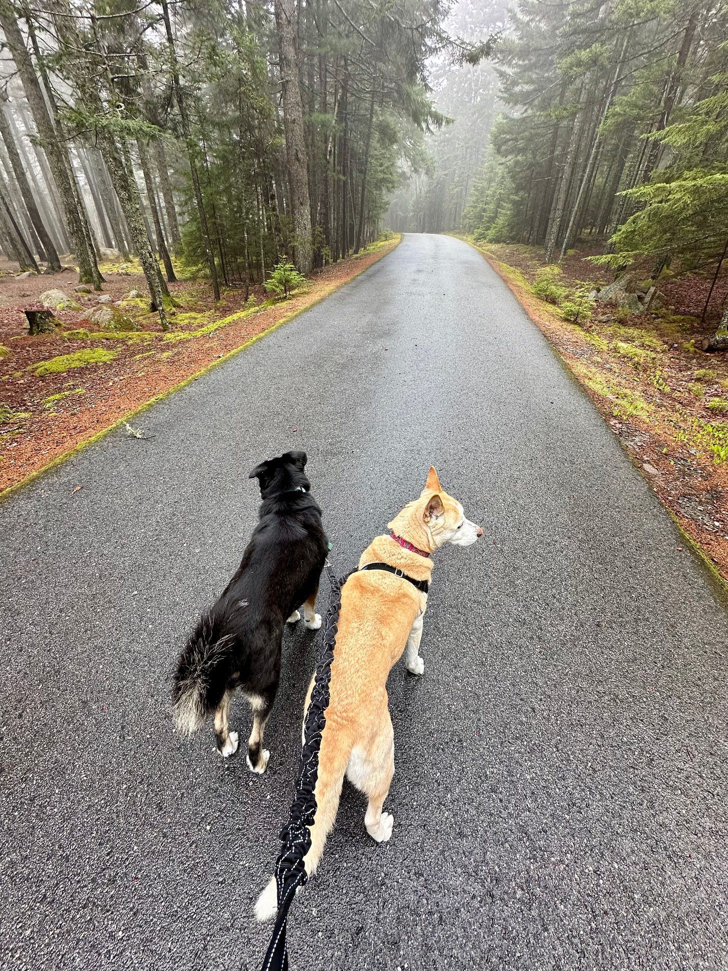 Walking the dogs through a wet campground