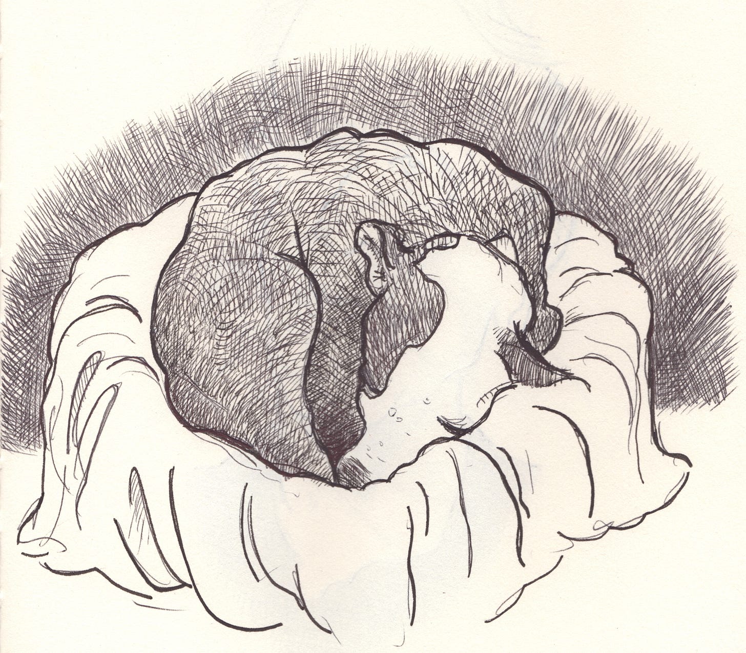 Ballpoint drawing of a dog asleep in a doggy bed.