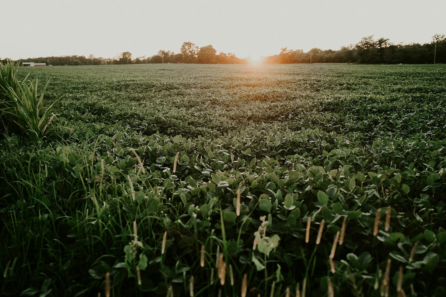 Crops at sunset