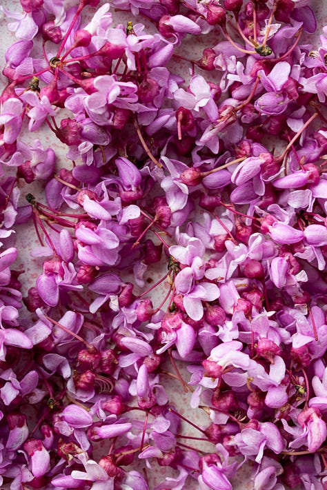 Close up images of Eastern Redbud flowers, shot by JB Douglas for The Wild Grocery