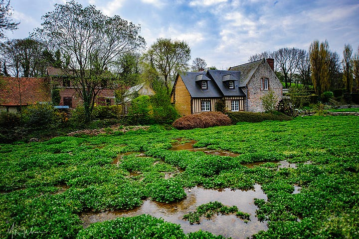 Watercress fields