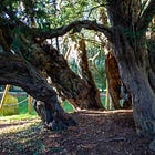 133. White’s Yew