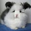 User's avatar
