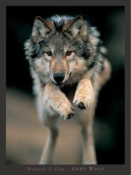 wolf wolf